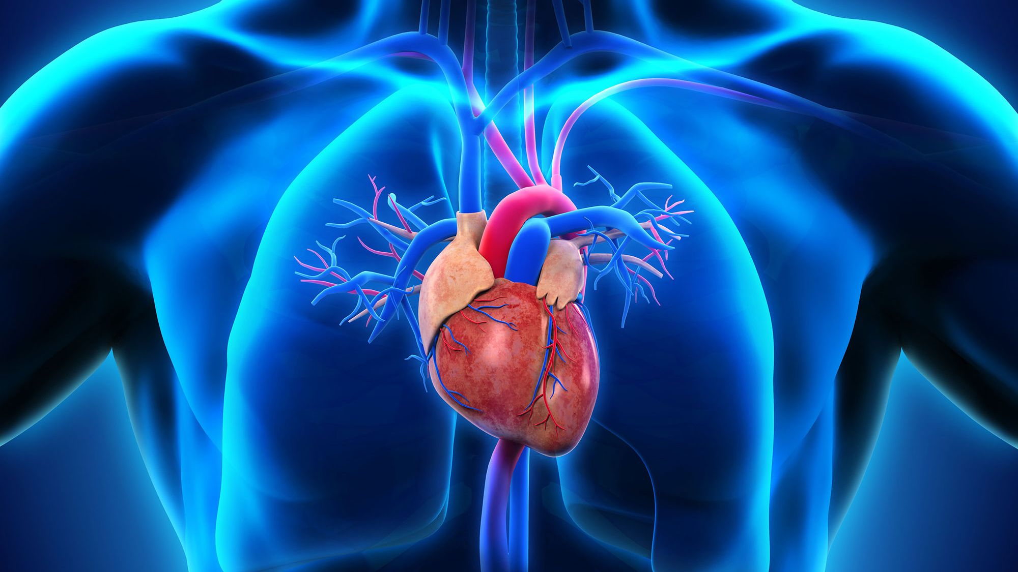 Heart in body